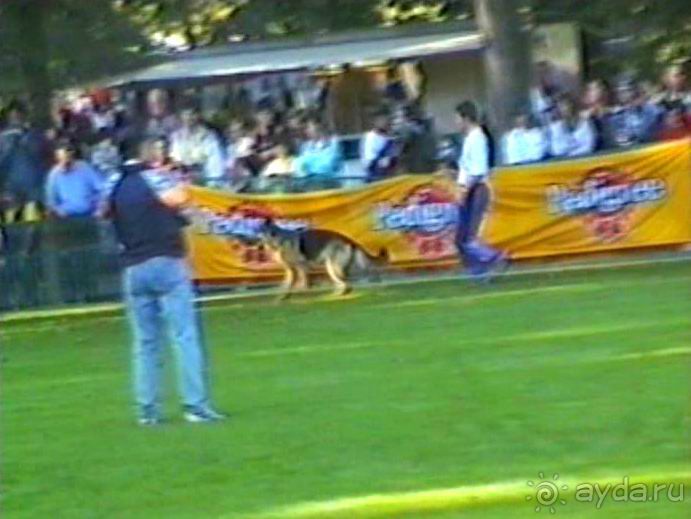 Впервые на машине в Германию с овчаркой: Арчер-семидесятый молодой кобель мира