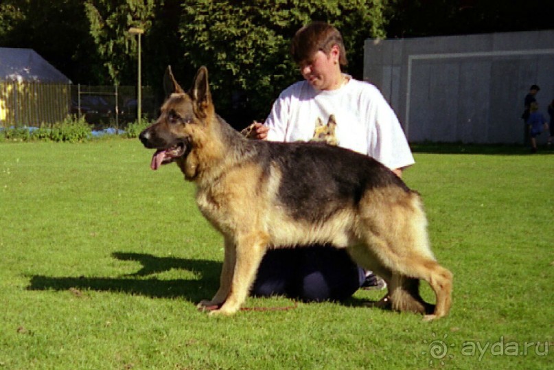 Впервые на машине в Германию с овчаркой: Стадион в Карлсруэ на Зигере