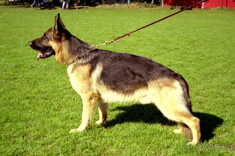 Впервые на машине в Германию с овчаркой: Стадион в Карлсруэ на Зигере