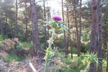 По следам Древних Цивилизаций в Турции: Кушадасы и Сельчук