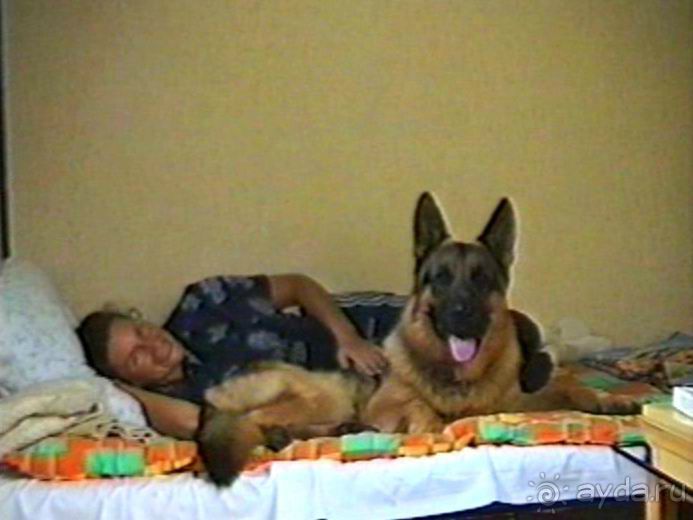 Впервые на машине в Германию с овчаркой: По Польше