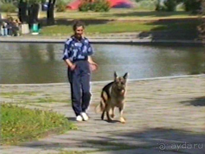 Впервые на машине в Германию с овчаркой: По Польше