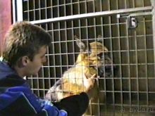 Впервые на машине в Германию с овчаркой: Киркхайм и Рикельсхайм