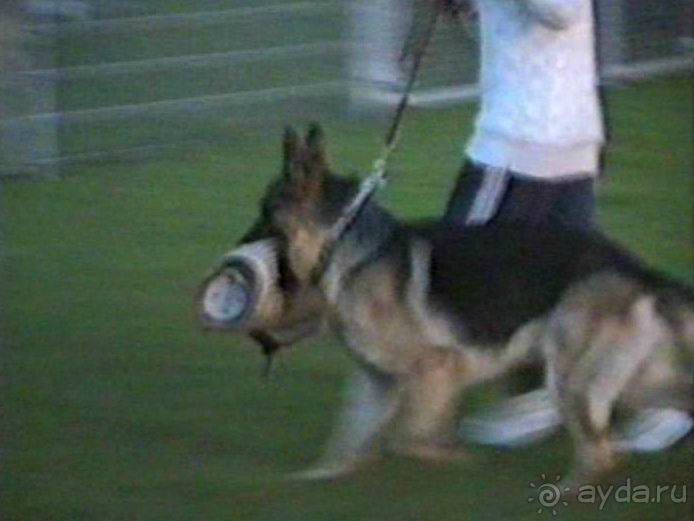 Впервые на машине в Германию с овчаркой: Киркхайм и Рикельсхайм