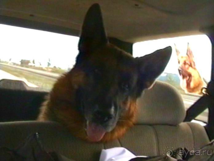 От польского Тожима до Ульма и Инделхаузена