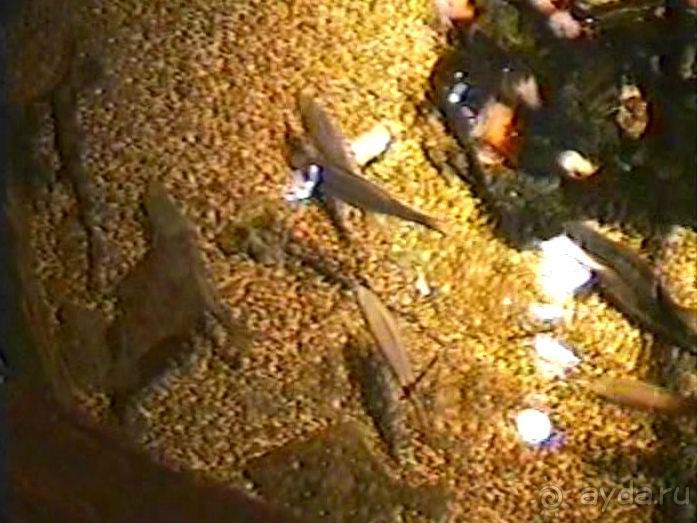 Роттердам, Гаага, Схевенинген, Хук ван Холланд и Влардинген