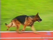 Альбом отзыва "Зигер в Ульме"