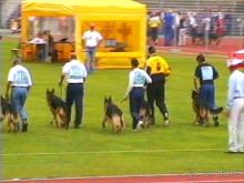 Альбом отзыва "Зигер в Ульме"