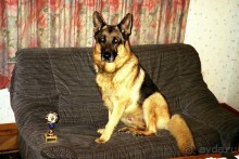 Зигер в Ульме