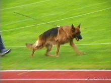 Зигер в Ульме