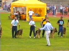 Альбом отзыва "Зигер в Ульме"