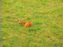 Альбом отзыва "Зигер в Ульме"