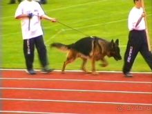 Зигер в Ульме