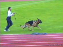 Альбом отзыва "Зигер в Ульме"