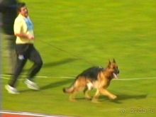 Альбом отзыва "Зигер в Ульме"