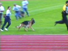 Альбом отзыва "Зигер в Ульме"