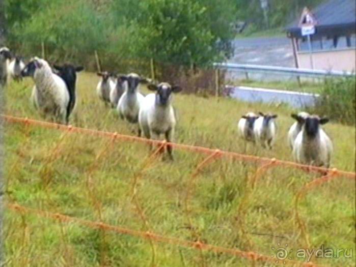 Альбом отзыва "Зигер в Ульме"