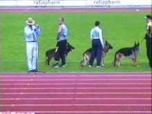 Альбом отзыва "Зигер в Ульме"