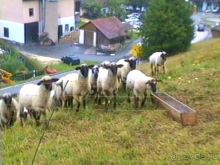 Альбом отзыва "Зигер в Ульме"