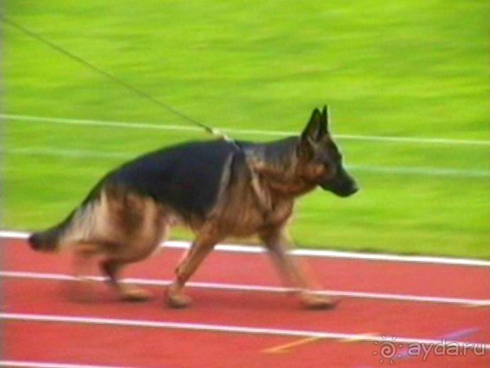 Зигер в Ульме