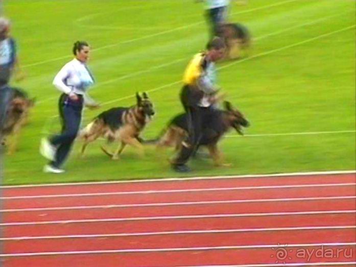 Зигер в Ульме