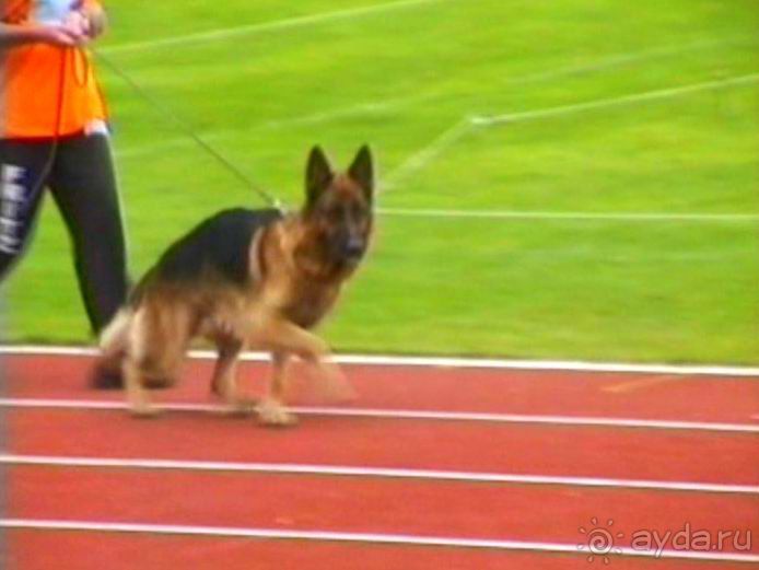 Зигер в Ульме