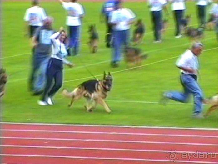 Зигер в Ульме