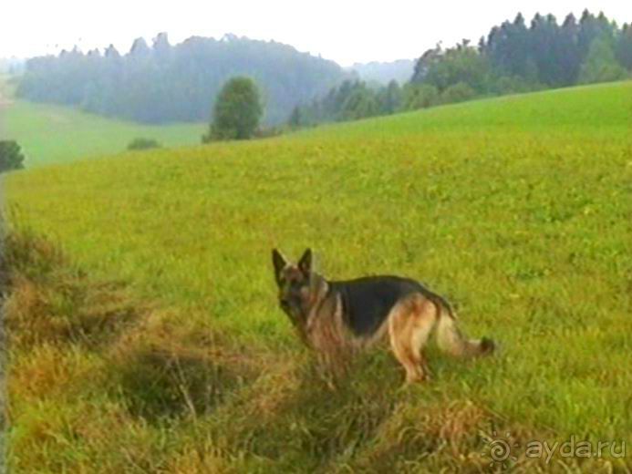 Зигер в Ульме