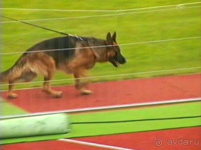 Зигер в Ульме