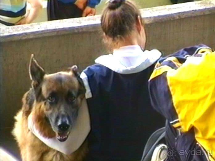 Зигер в Ульме