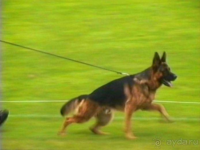 Зигер в Ульме