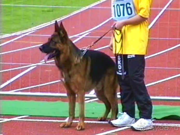 Зигер в Ульме