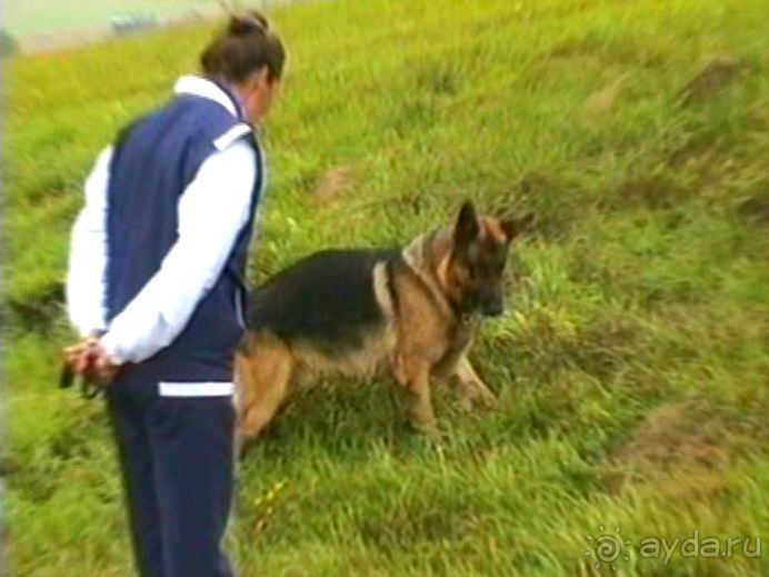 Зигер в Ульме