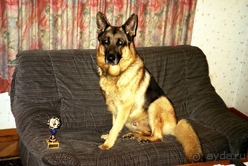 Зигер в Ульме