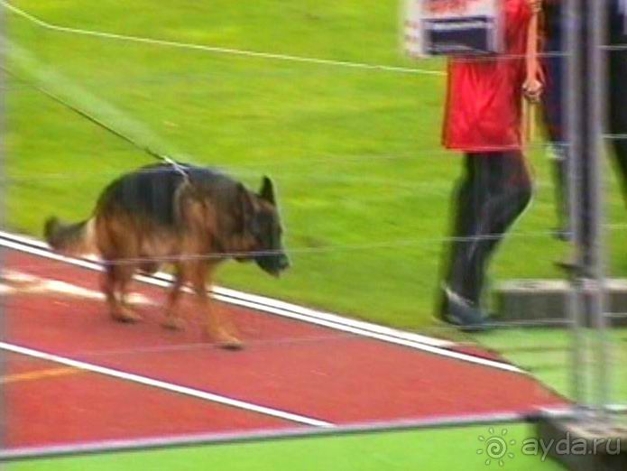 Зигер в Ульме