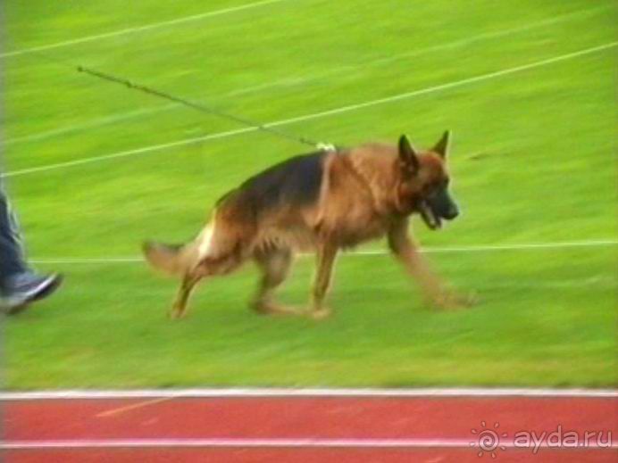 Зигер в Ульме