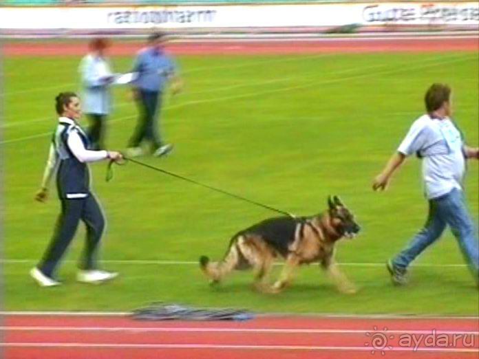 Зигер в Ульме