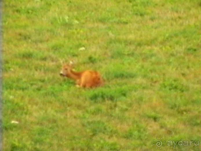 Зигер в Ульме