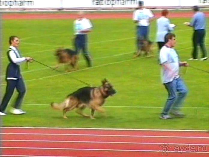 Зигер в Ульме