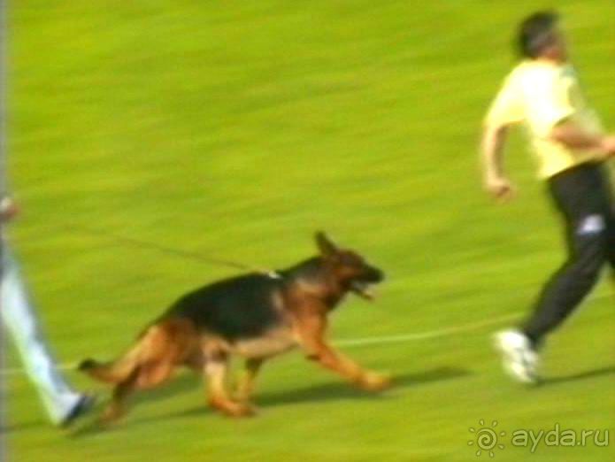 Зигер в Ульме