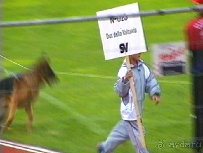 Зигер в Ульме