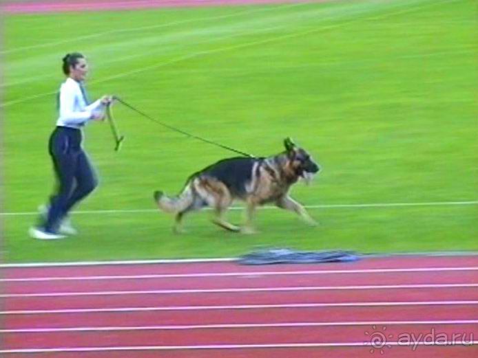 Зигер в Ульме