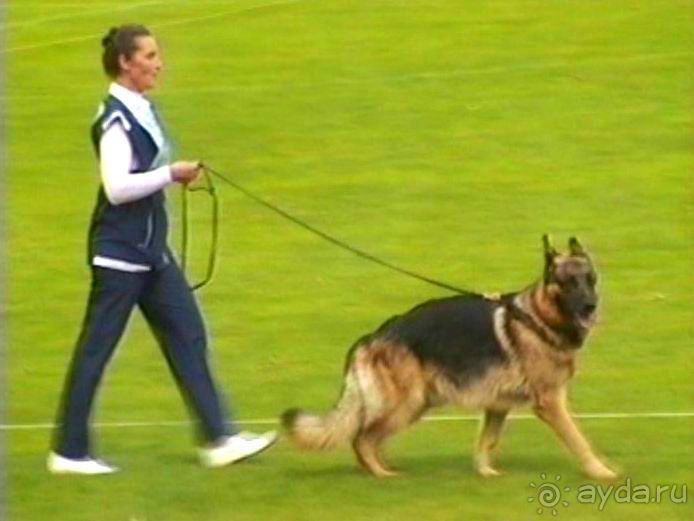 Зигер в Ульме