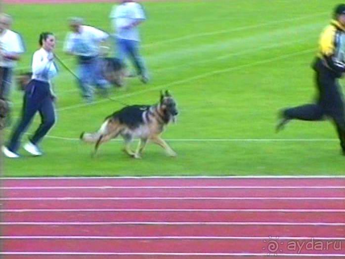 Зигер в Ульме