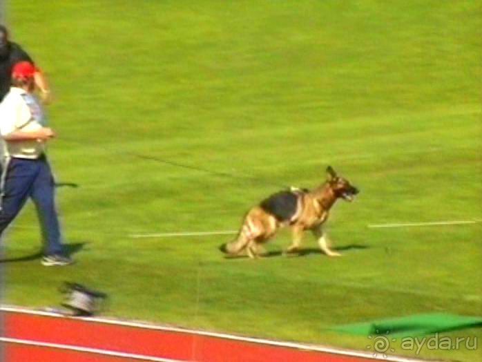 Зигер в Ульме