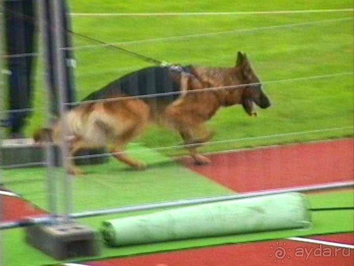 Зигер в Ульме