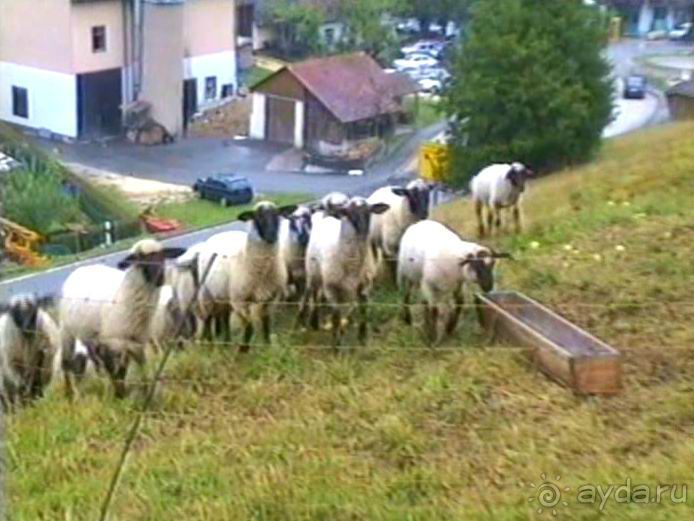 Зигер в Ульме