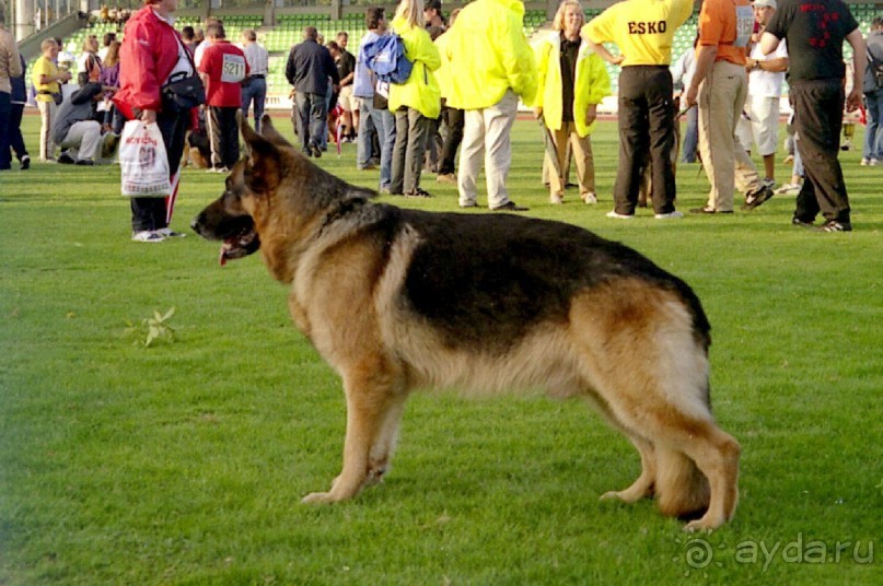 Зигер в Ульме