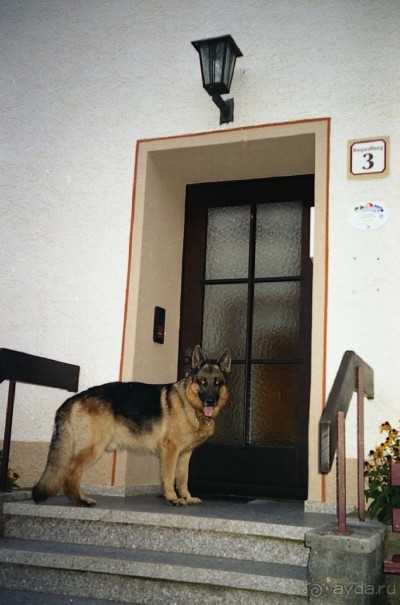 Зигер в Ульме