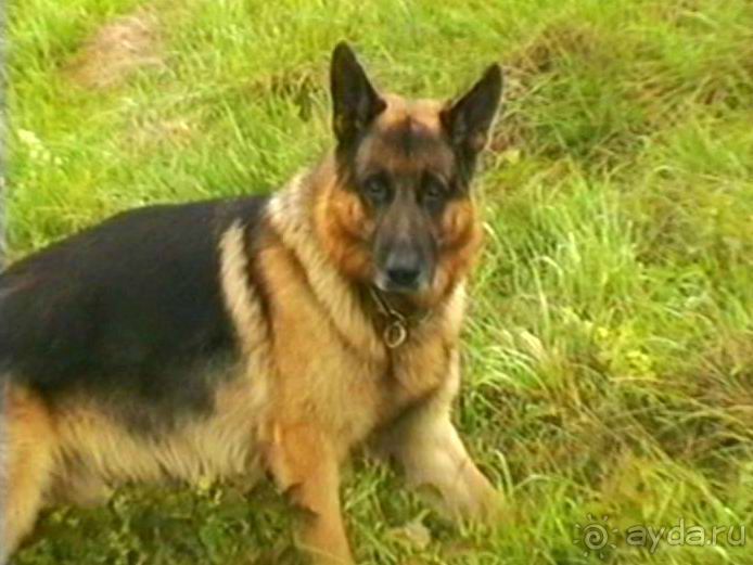 Зигер в Ульме